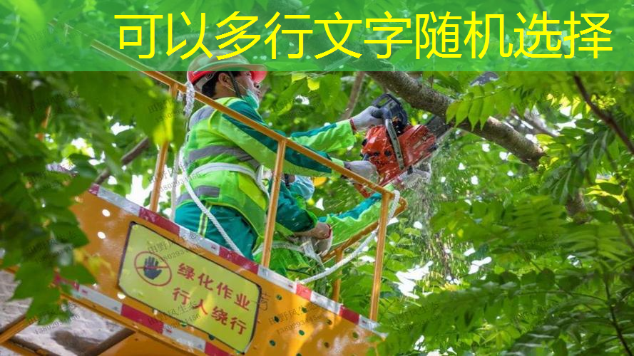 你知道哪些绿化苗木适合在阴暗的区域种植？