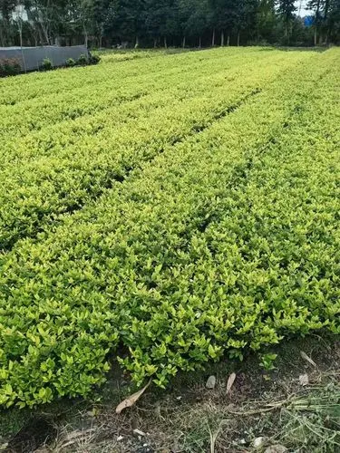 幸福港湾二期绿化工程